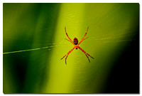 St. Andrew's Cross Spider (Argiope mangal), Sungei Boleh Wetland Reserve, Singapore