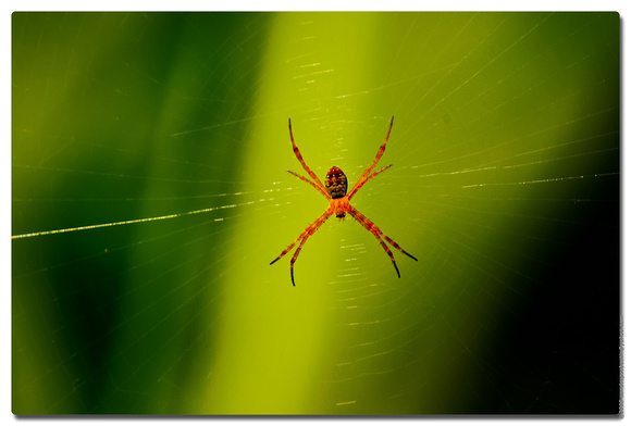 St. Andrew's Cross Spider (Argiope mangal), Sungei Boleh Wetland Reserve, Singapore