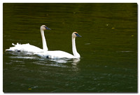 Trumpeter Swan (Cygnus buccinator), Potters Marsh, Anchorage, Alaska