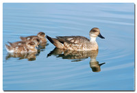 Crested Duck (Lophonetta specularioides), Laguna Nimez, El Calafate, Argentina
