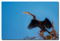 Oriental Darter (Anbinga melanogaster), Prek Toal, Siem Reap, Cambodia