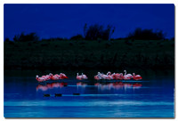 Chilean Flamingoes (Phoenicopterus chilensis), Laguna Nimez, El Calafate, Argentina