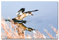Crested Duck (Lophonetta specularioides), Laguna Nimez, El Calafate, Argentina