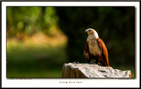 Jurong Bird Park