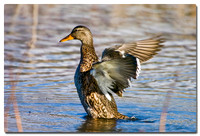 Northern Shoveler (Anas clypeata), Potters Marsh, Anchorage, Alaska