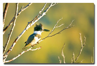 Belted Kingfisher (Megaceryle alcyon), Potters Marsh, Anchorage, Alaska
