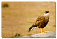Southern Caracara (Caracara plancus), El Calafate, Argentina